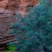 Coolorful sandstone contrasts with the greens of the trees in Zion canyon.