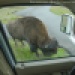 Bison outside
