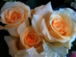 iPhone Photo: Roses