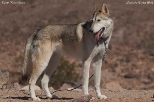Sierra the Wolf