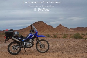 PeeWee in the Sonoran Desert