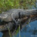 Alligator, Okefenokee Swamp, GA