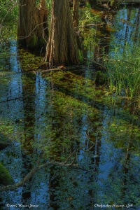 Cypress and reflections, Okefenokee Swamp, GA