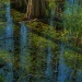 Cypress and reflections, Okefenokee Swamp, GA
