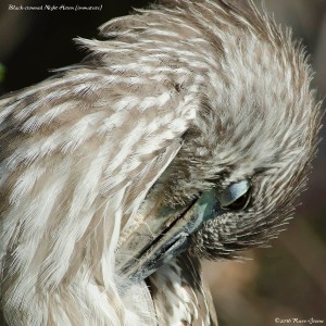 Immature black-crowned heron preening.
