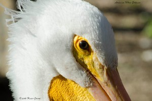 American white pelican.