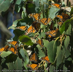 Monarch butterflies over-wintering on a eucalyptus tree in Albany, CA. These must have been 30' off the ground. The view with my 8x42 Monarch 7 binoculars was so much better than the naked eye, roughly equivalent to this photo made with a 450mm telephoto lens.