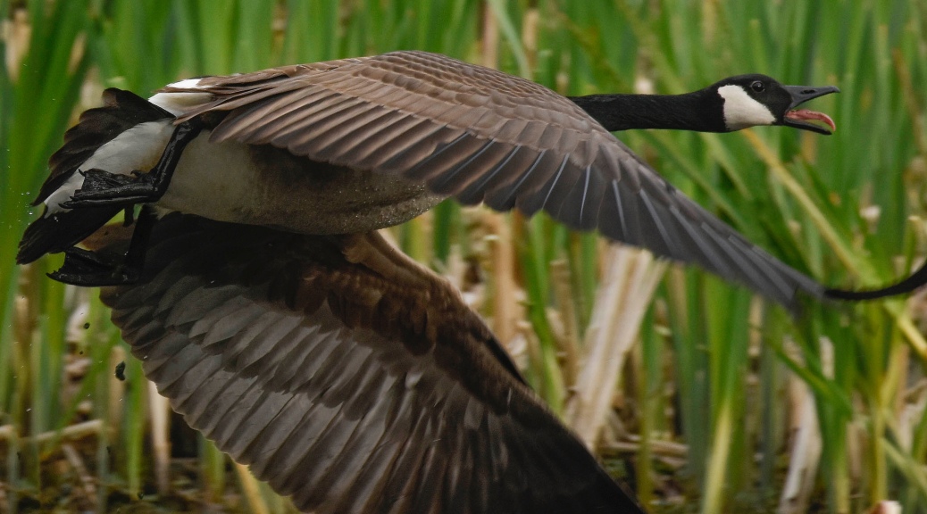Goose in flight, squawking as it goes.